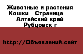 Животные и растения Кошки - Страница 3 . Алтайский край,Рубцовск г.